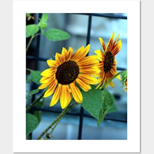 Sunflower Heaven Posters and Art